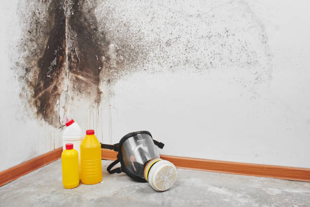 Best Residential Mold Removal  in West Bountiful, UT