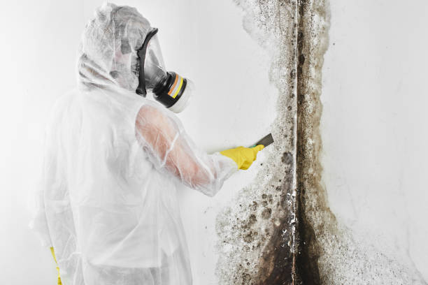 Best Residential Mold Removal  in West Bountiful, UT