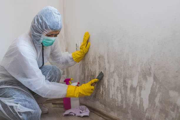 Best Attic Mold Removal  in West Bountiful, UT