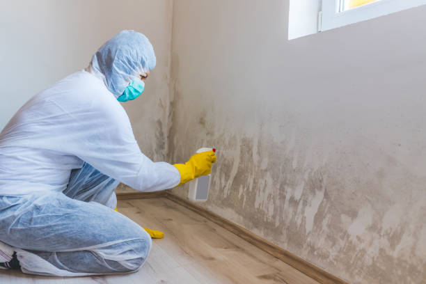 Mold Removal Process in West Bountiful, UT
