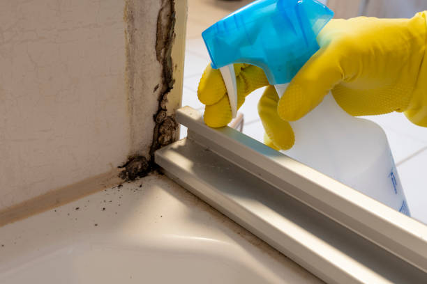 Best Same-Day Mold Removal  in West Bountiful, UT