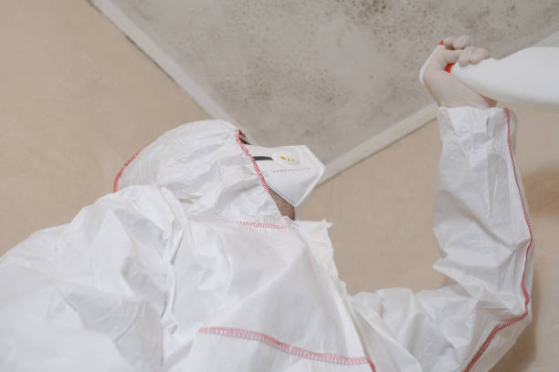 Mold Testing and Removal in West Bountiful, UT