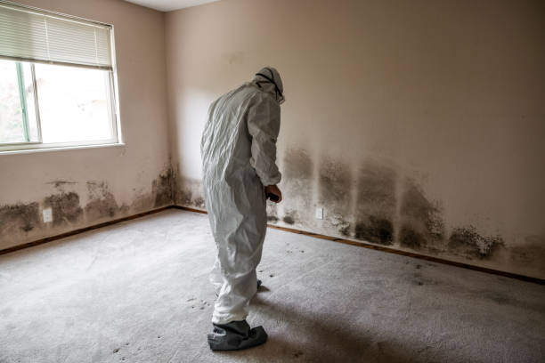 Best Certified Mold Removal  in West Bountiful, UT