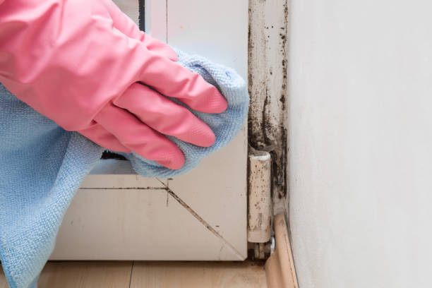 Mold Testing and Removal in West Bountiful, UT